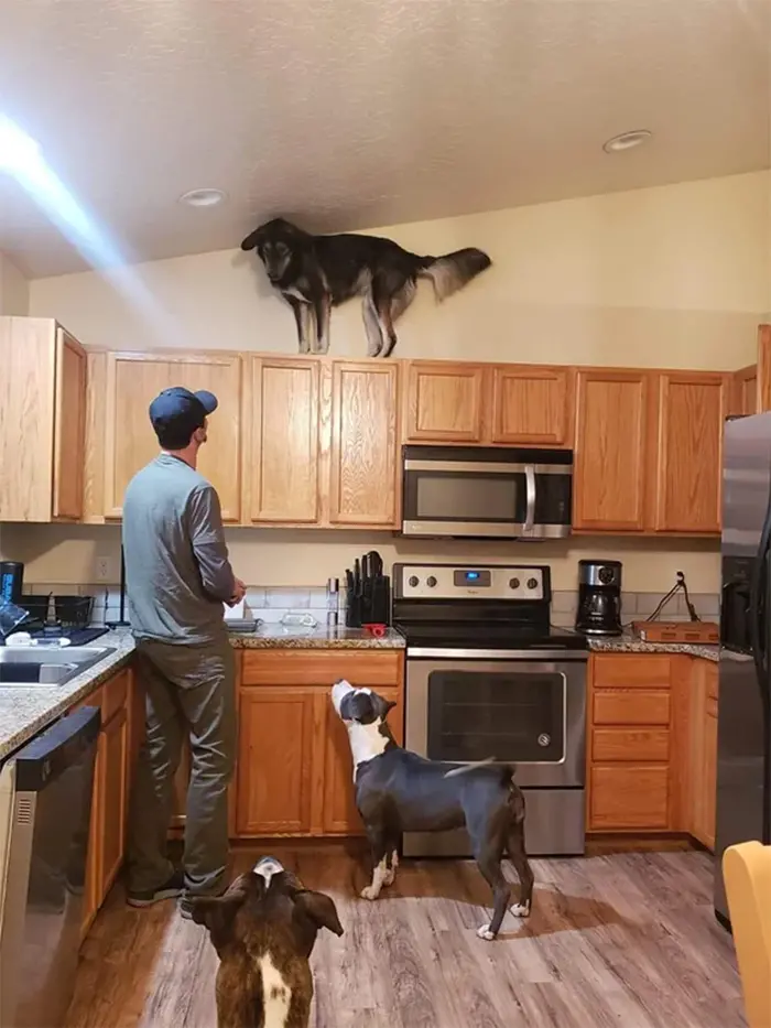 animals bad day dog on top of cabinet