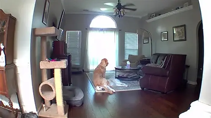 animals bad day dog sits on other dog head