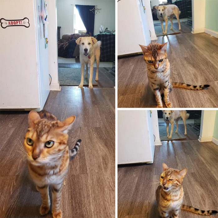 animals bad day dog steals cat food