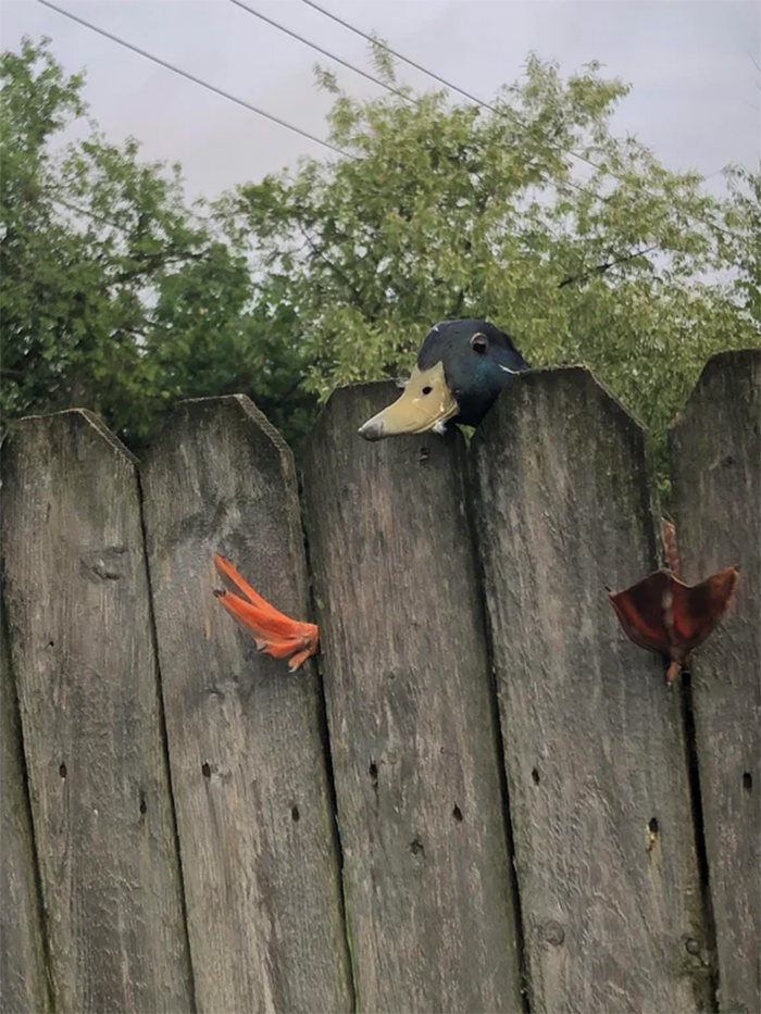 animals bad day duck stuck in the fence