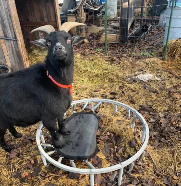 animals bad day goat broke his trampoline