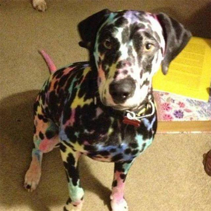 animals bad day kids painted the dog