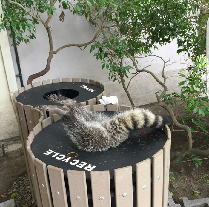 animals bad day racoon stuck in a recycle bin