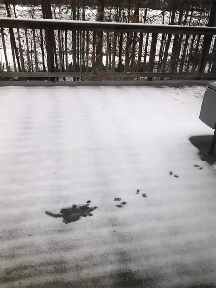 animals bad day squirrel fell off the roof