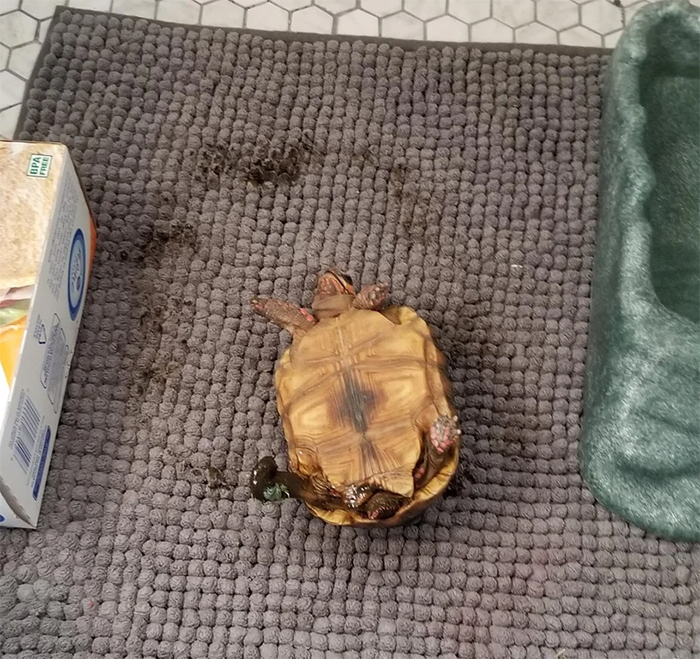 animals bad day tortoise flipped over