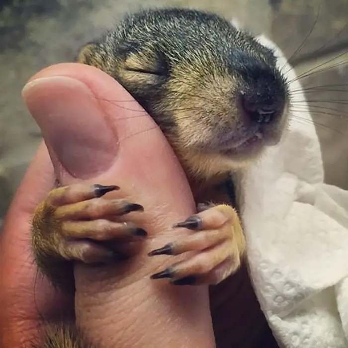 baby rodent hugging a human finger