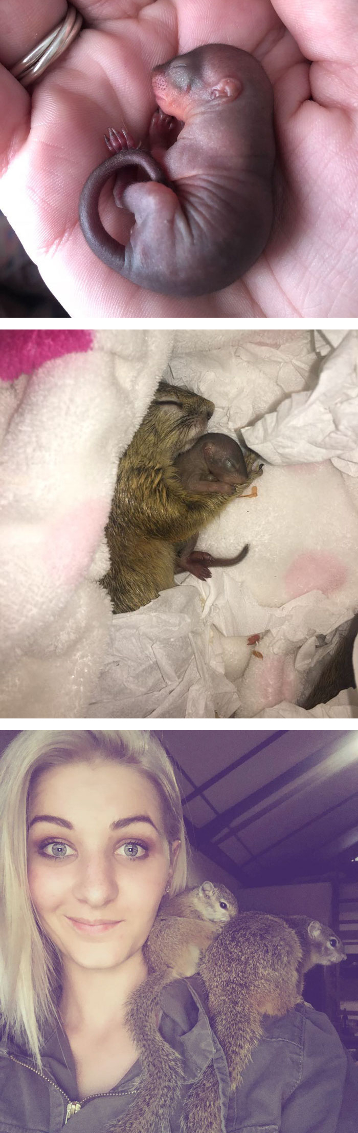 baby rodent on a human's hand