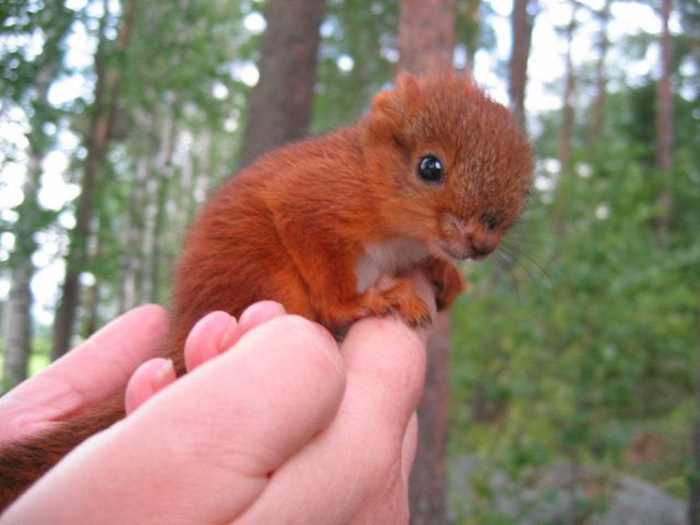 baby squirrel on a person's hand