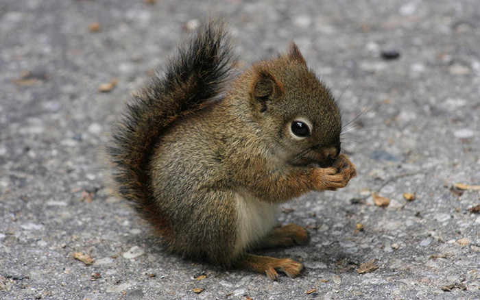 baby squirrel