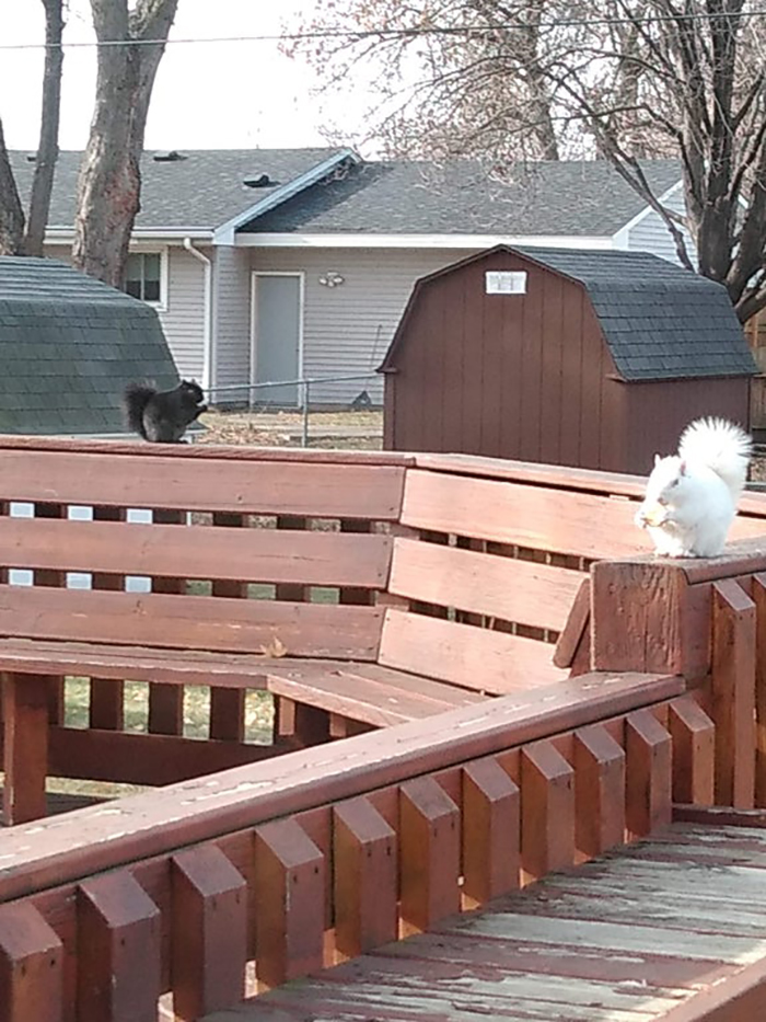 black and white rodent eating