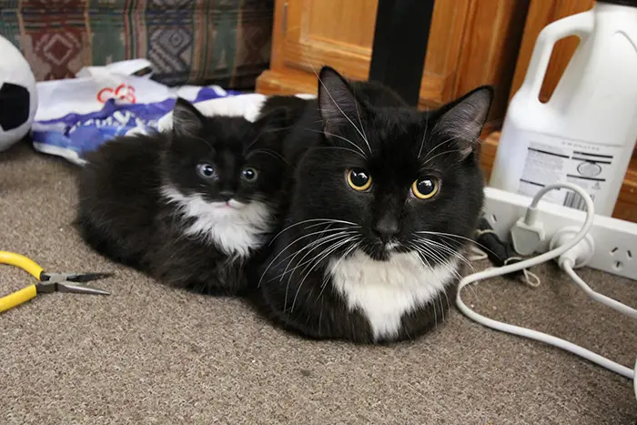 black cat and her kitten