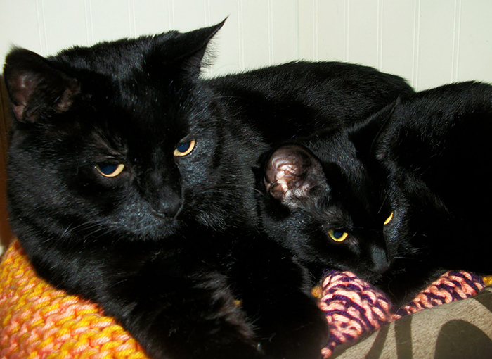 black cat and her mini-me