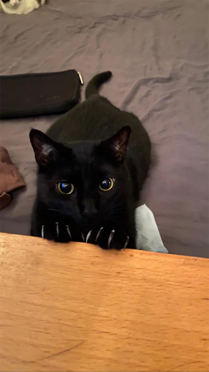 black cat murder mittens