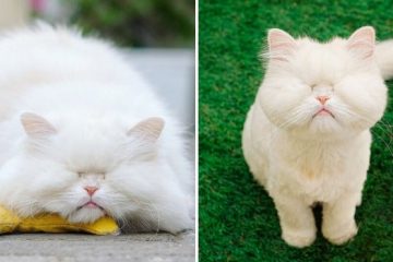 blind persian cat