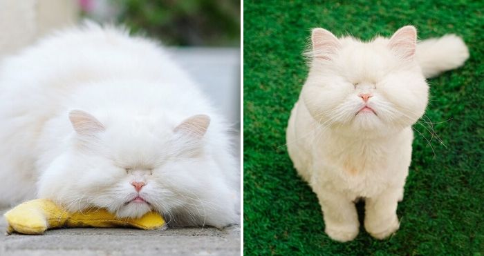 blind persian cat