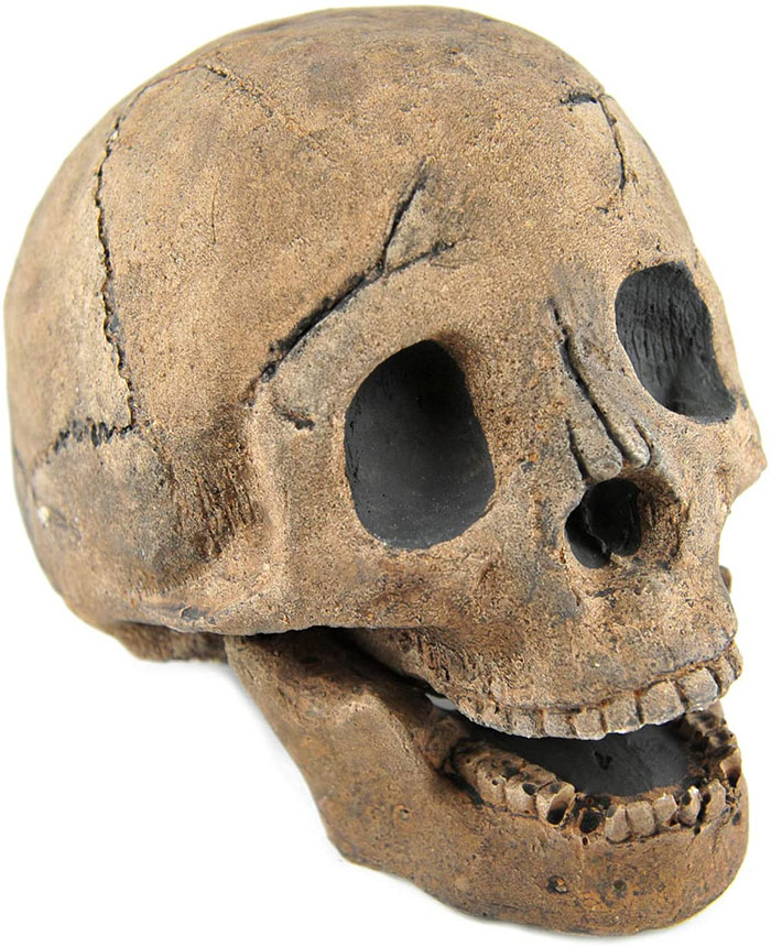 brown skull