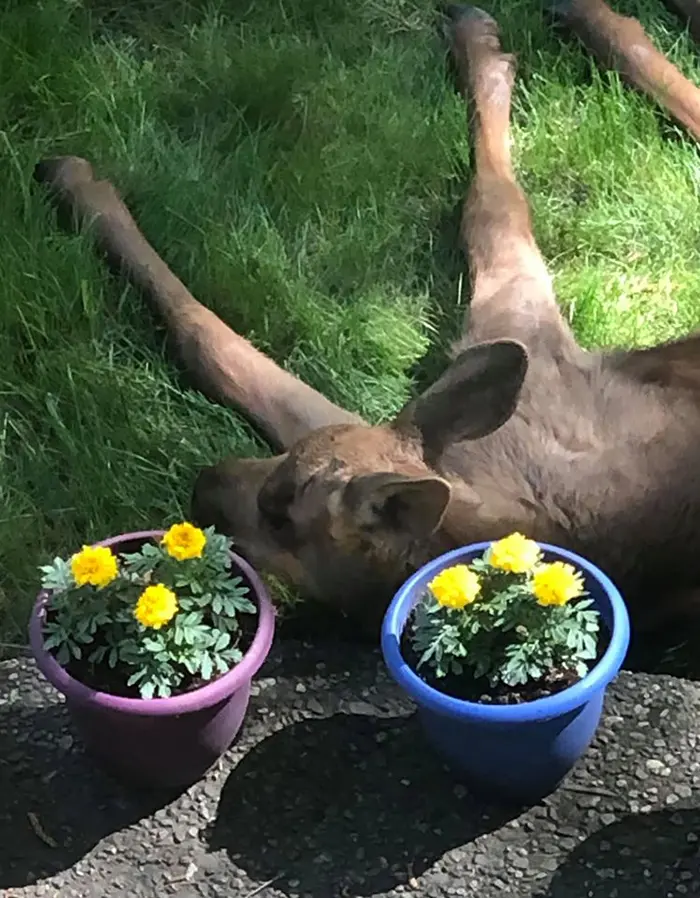 calf resting on grass