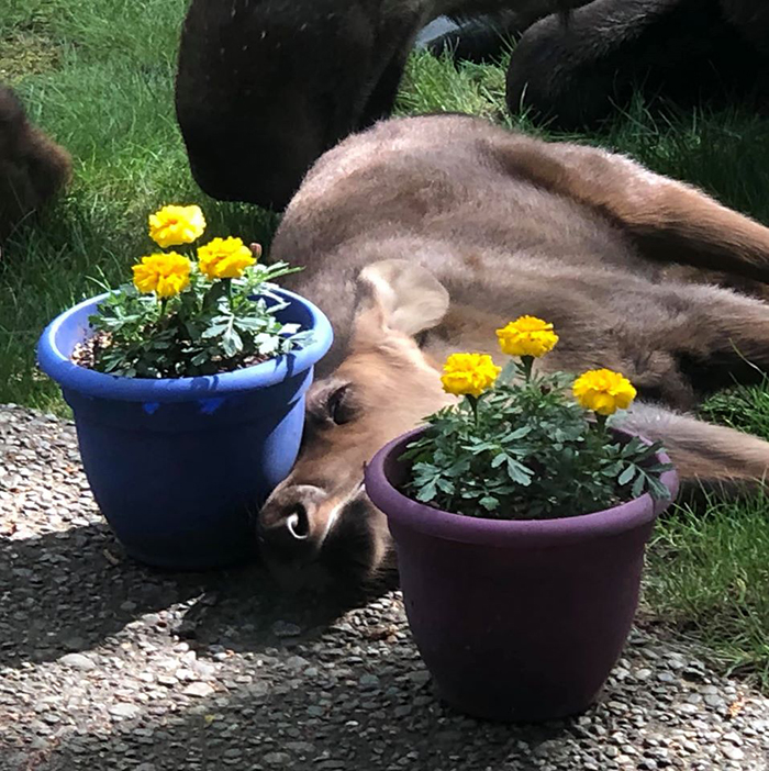 calf sleeping between two plant pots