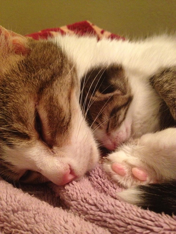 cat and her mini-me curled up sleeping