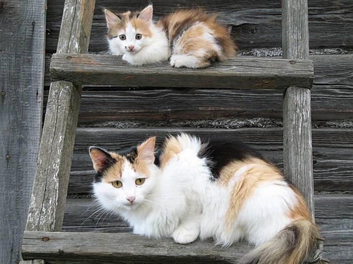 cat and her mini-me on a ladder