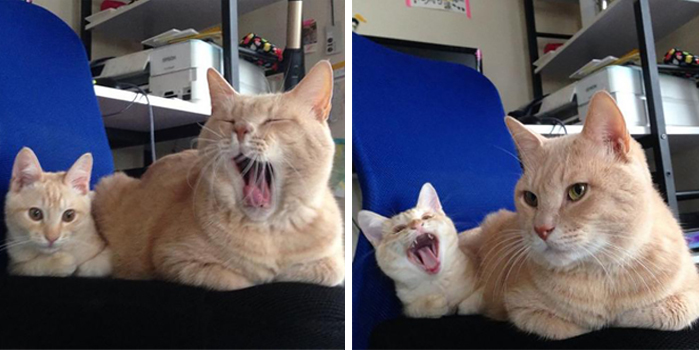 cat and her mini-me yawning