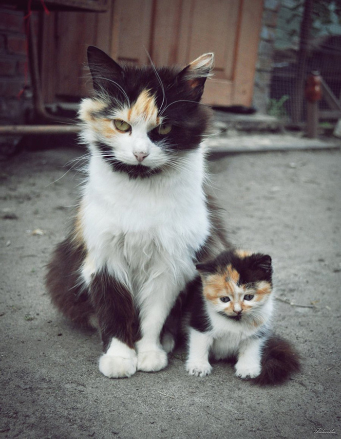 cat and her mini-me