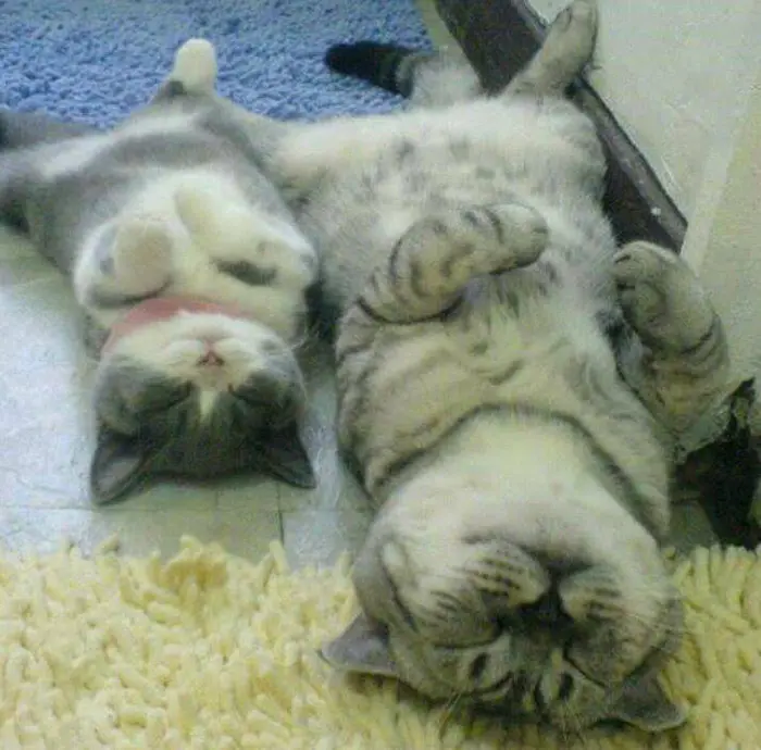 cat and kitten sleeping in the same position