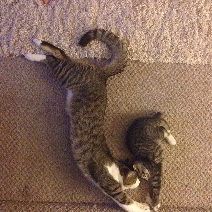 cat and kitten sleeping together