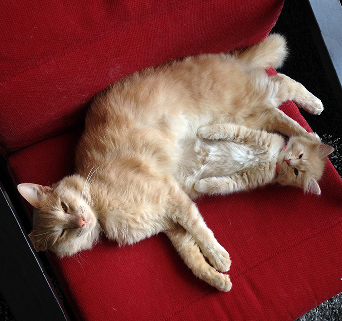 cat and mini-me lying on red couch