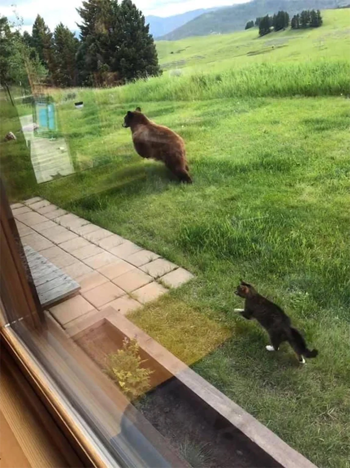 cat chases a bear