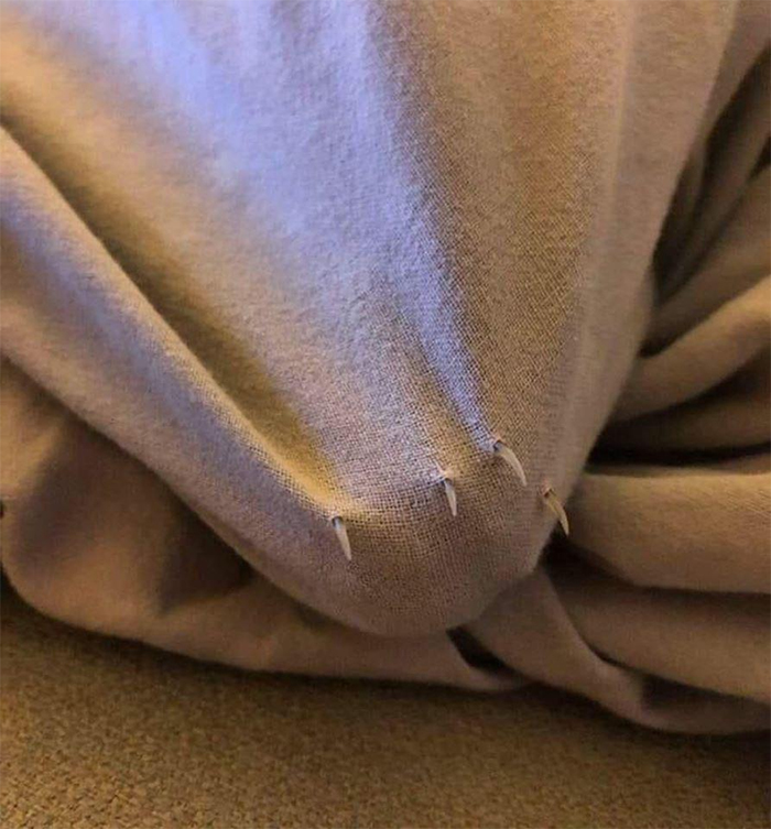 cat claws ripping through a fabric