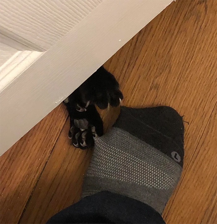 cat claws stuck in sock