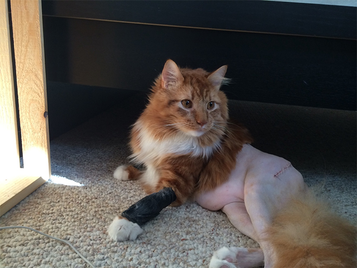 cat had surgery no pants