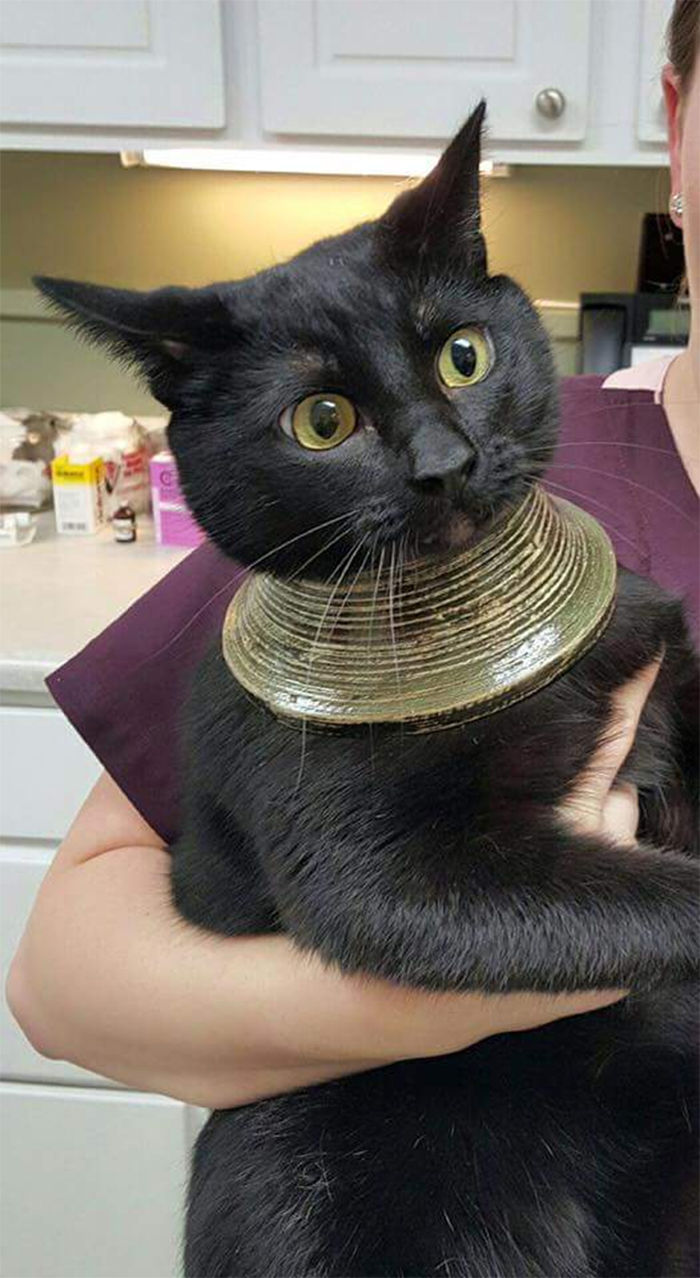 cat head stuck in a vase