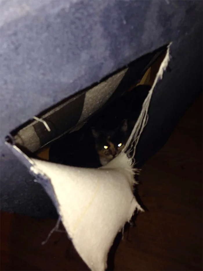 cat hiding inside new couch