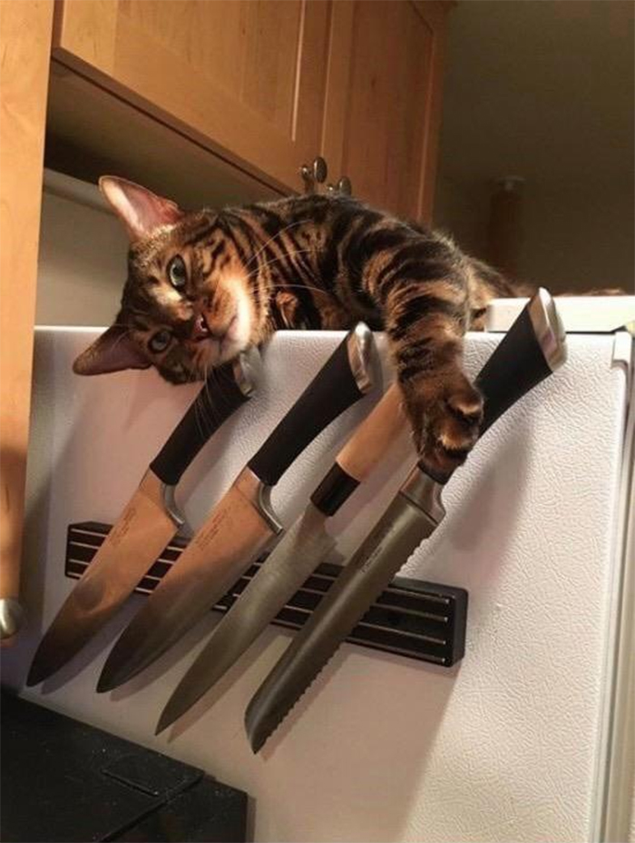 cat holding a knife