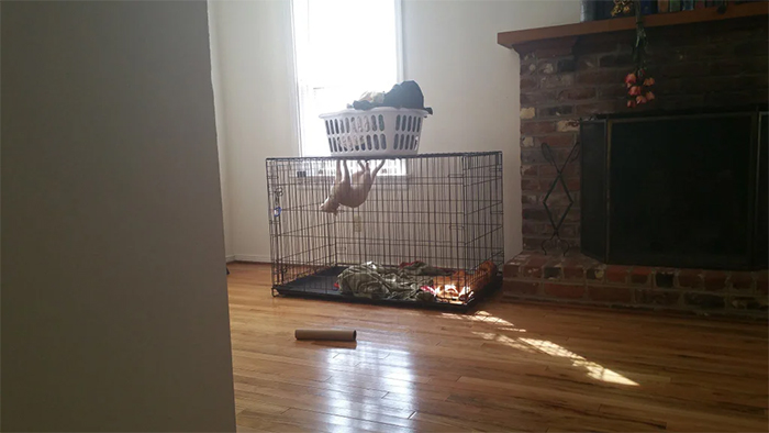 cat in a dog crate hanging upside down