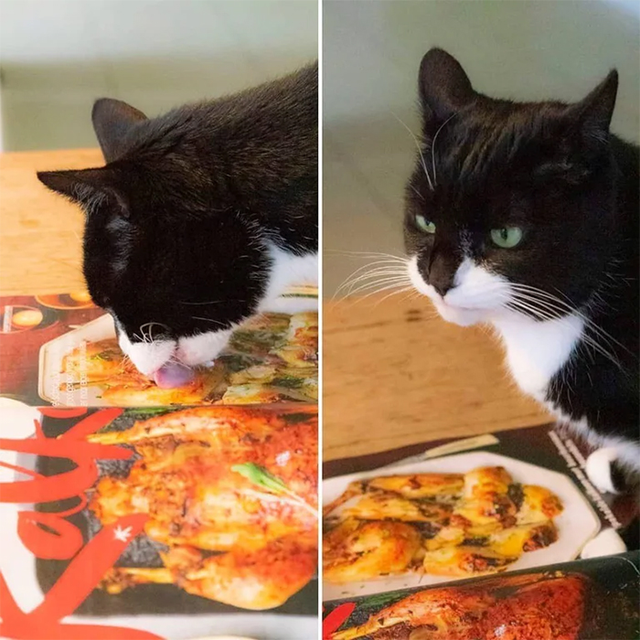 cat licks photo of chicken