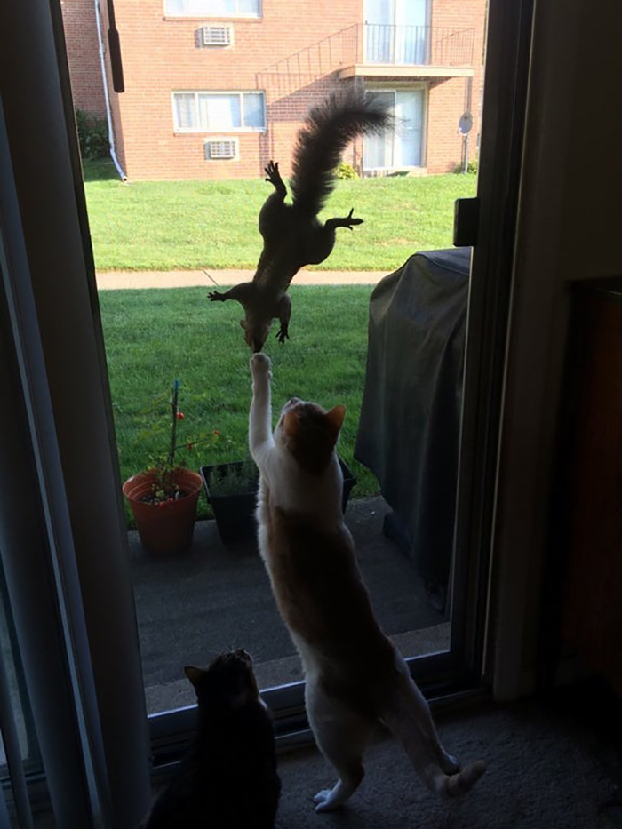 cat reaching for a rodent through the window