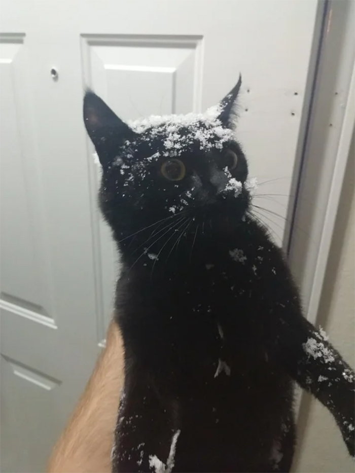 cat running into a wall of snow