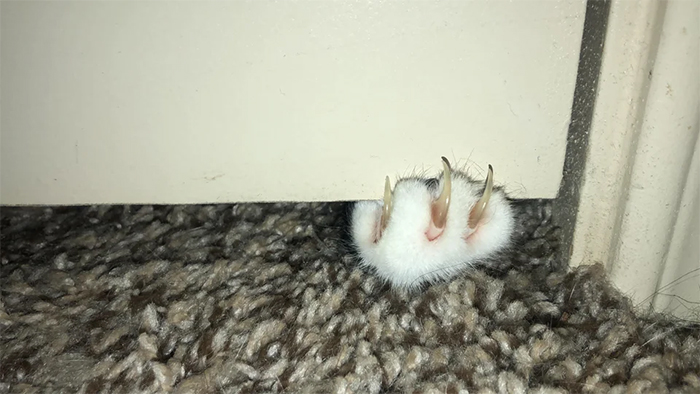 cat sharp claws emerging under the door