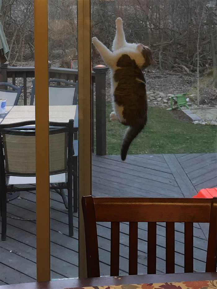 cat stuck between glass door and screen door