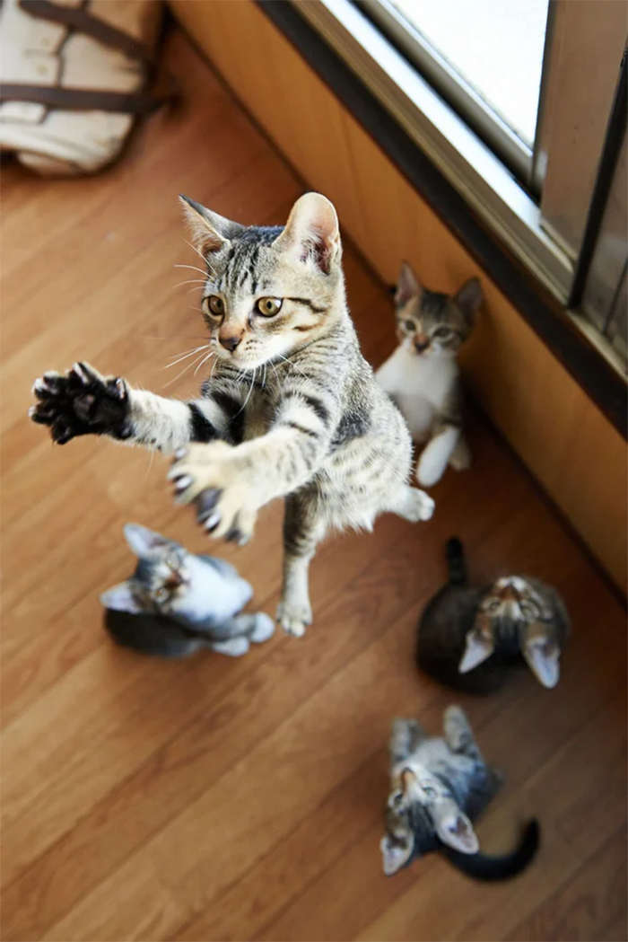 cat with murder mittens jumps high