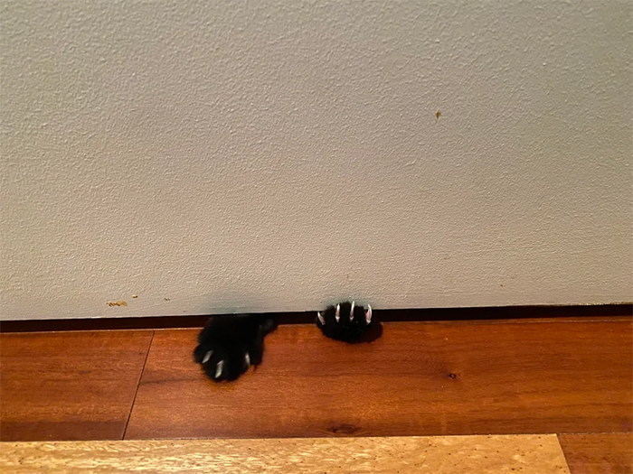 cat with murder mittens trying to come in bathroom