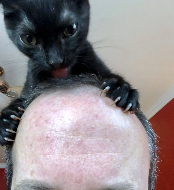 cat with sharp claws giving scalp massage