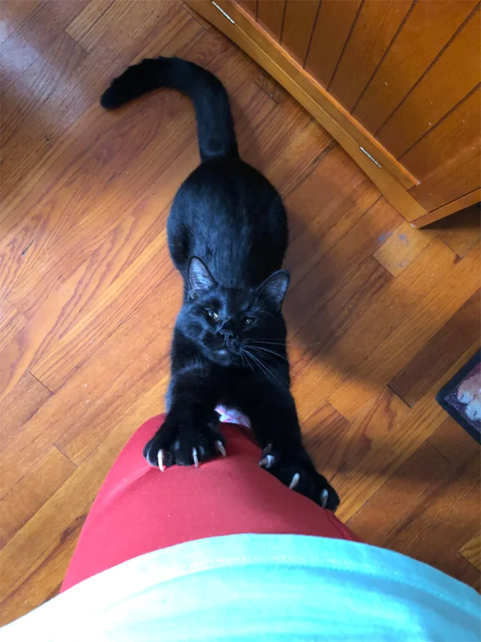 cat with sharp claws holds onto owner leg