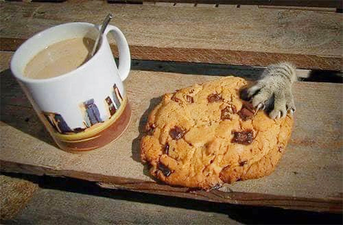 cat with sharp claws is a cookie thief