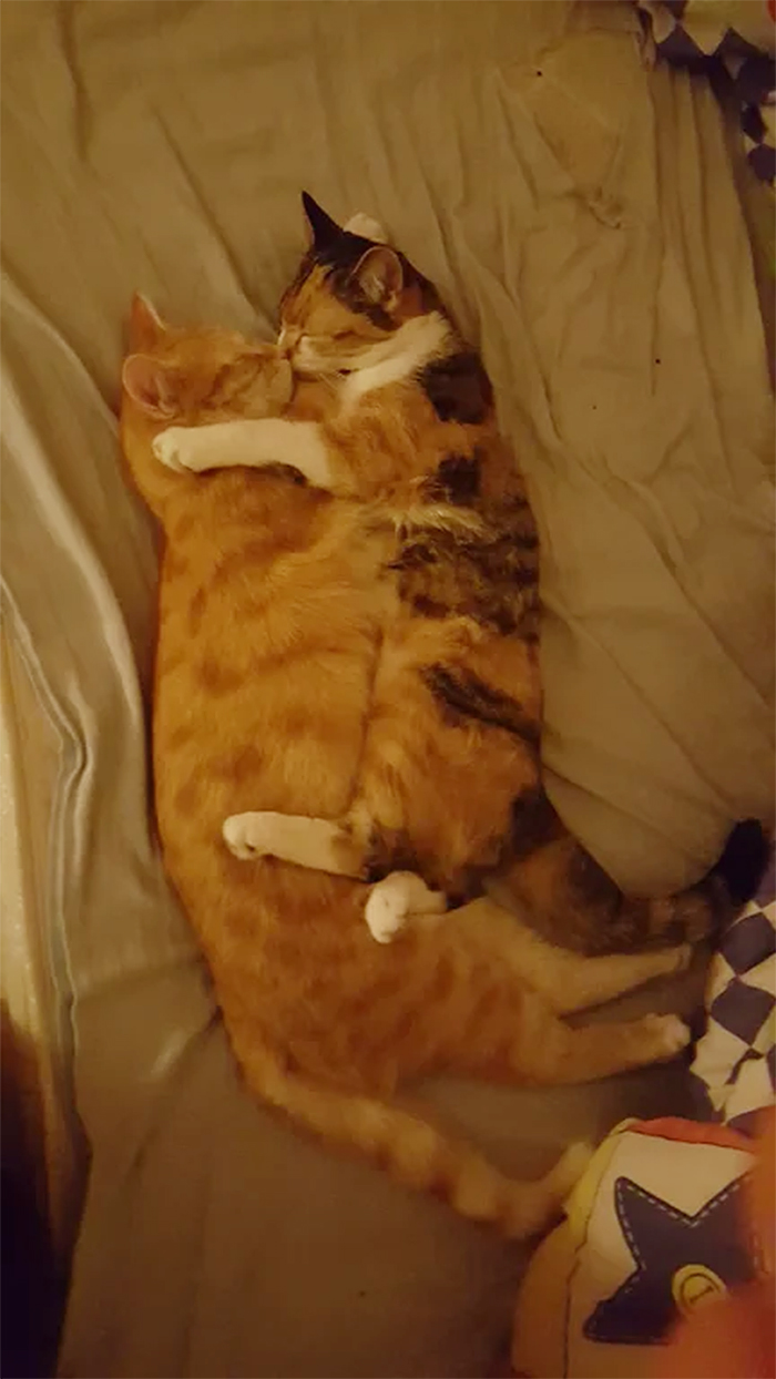cats kissing while sleeping
