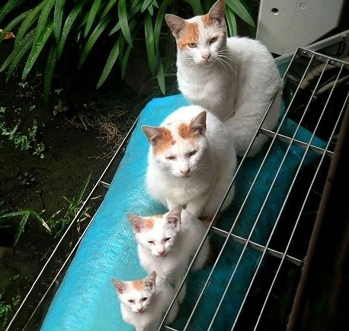 cats lined up like matryoshka dolls