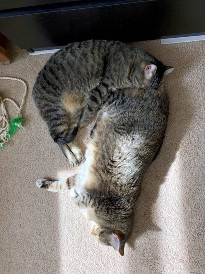 cats sleeping face on butt